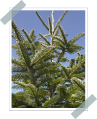 Abies Alba Pettinata