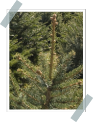 Abies Balsamea