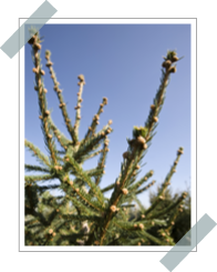 Picea Exelsa