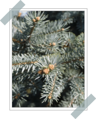 Picea Glauca