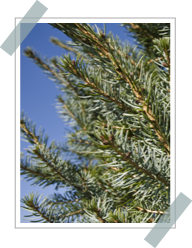 Picea Odorika