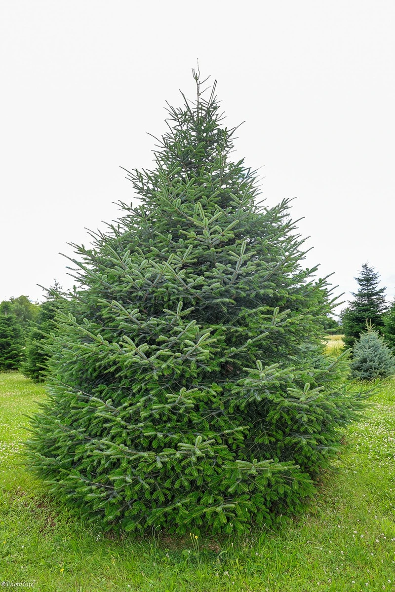 Vivaio Piantagione Abeti Nordmanniana Tenuta Marangone